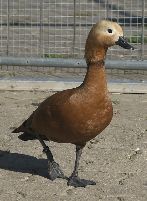 重要基石